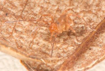 Media type: image;   Invertebrate Zoology 136540
